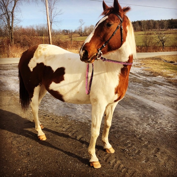 Meet your Posher, Megan - Picture 1 of 1